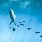 Experts Join Forces to Save the World's Coral Reefs